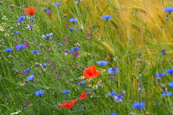 Wandern in und um Recklinghausen - Mollbeck
